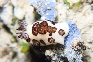 Mourning Dorid