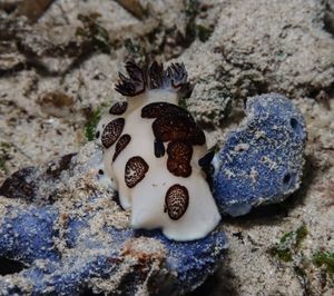 Mourning Dorid