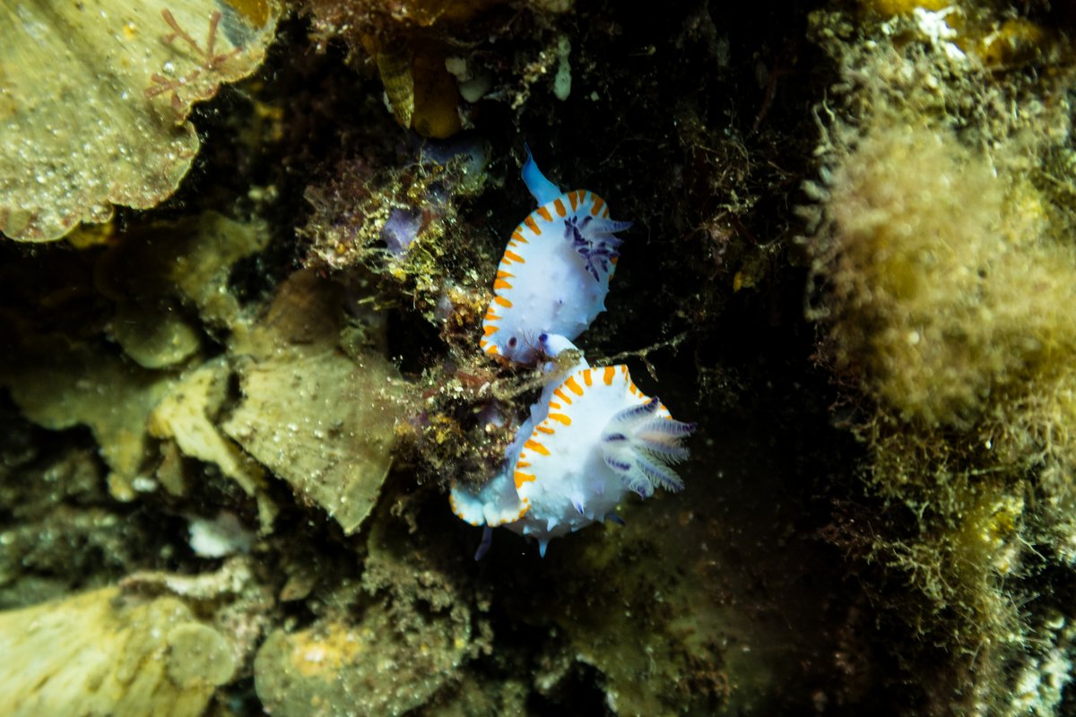 Mexichromis macropus hero image