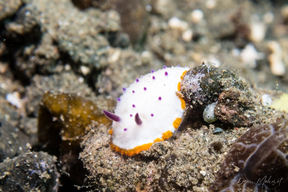 Maries Mexichromis hero image