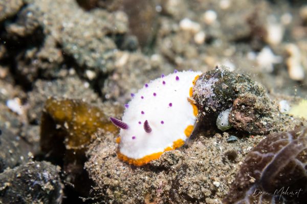 Maries Mexichromis - Photo 1