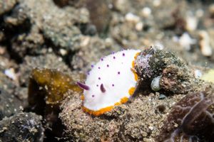 Mexichromis representative species