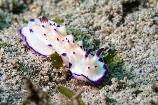 Bumpy Mexichromis - Photo 1