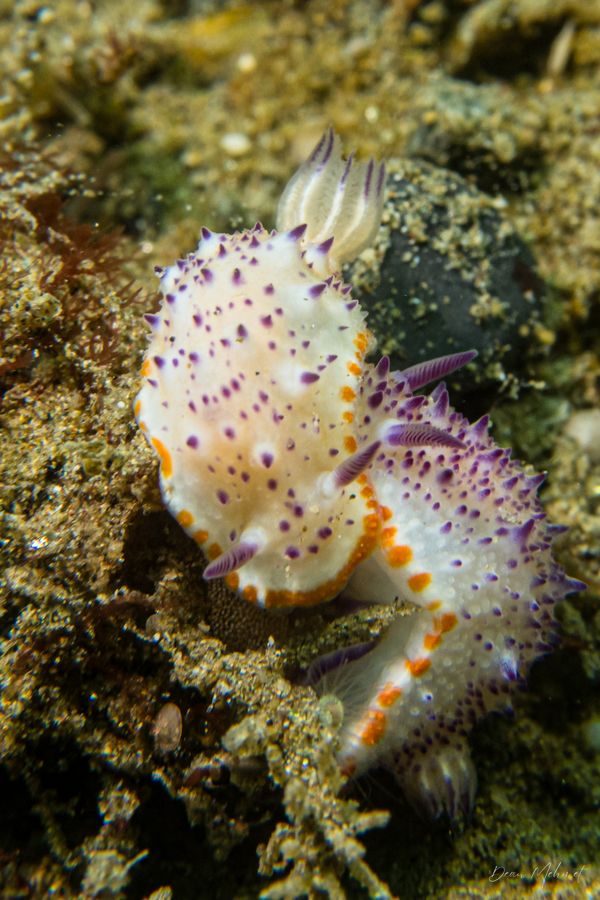 Bumpy Mexichromis