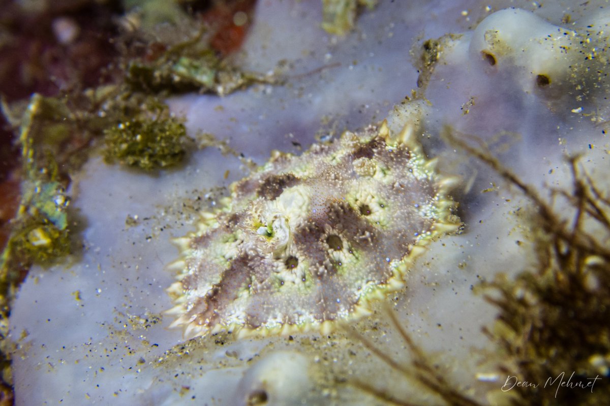 Miamira miamirana