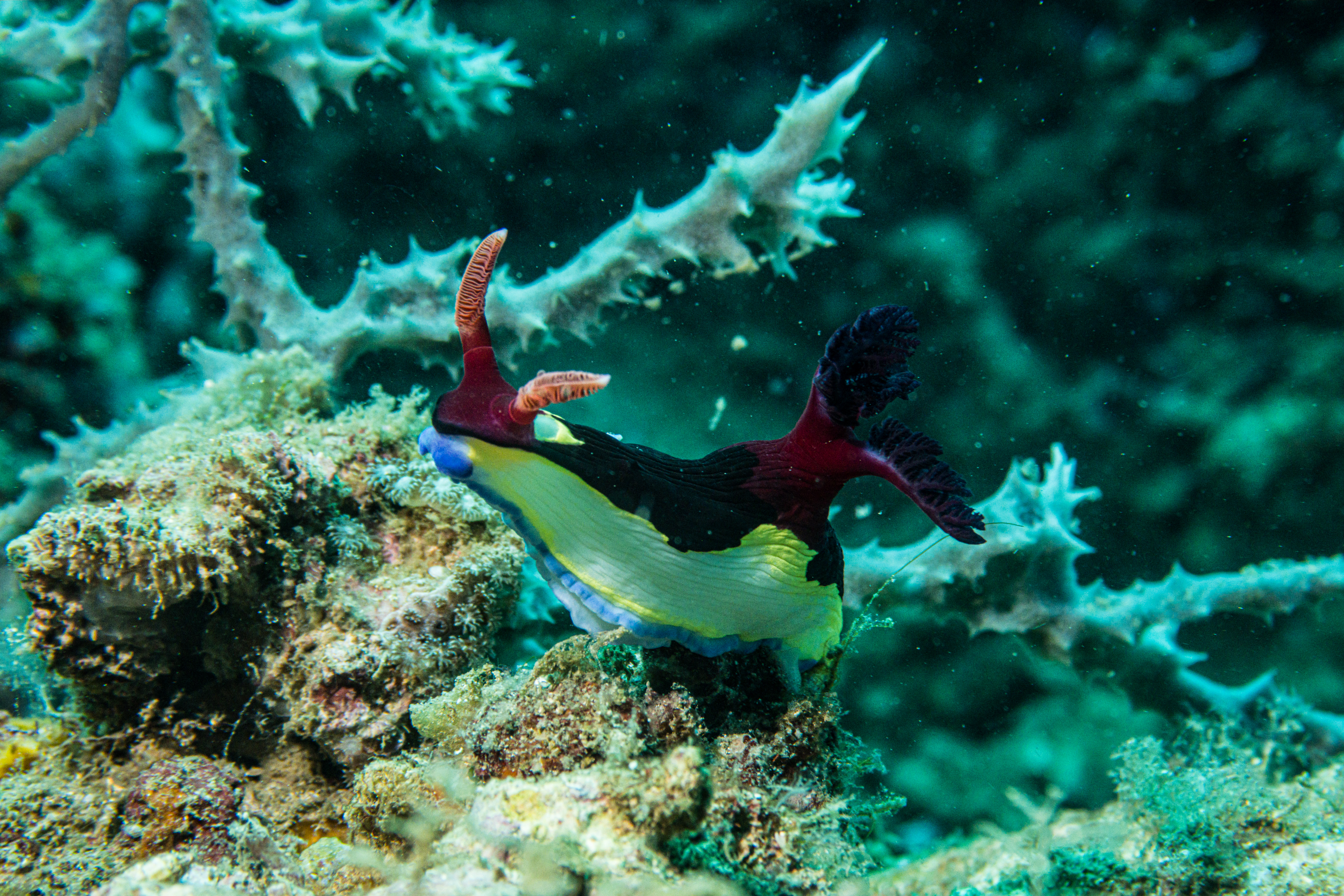 Chamberlain's Nembrotha