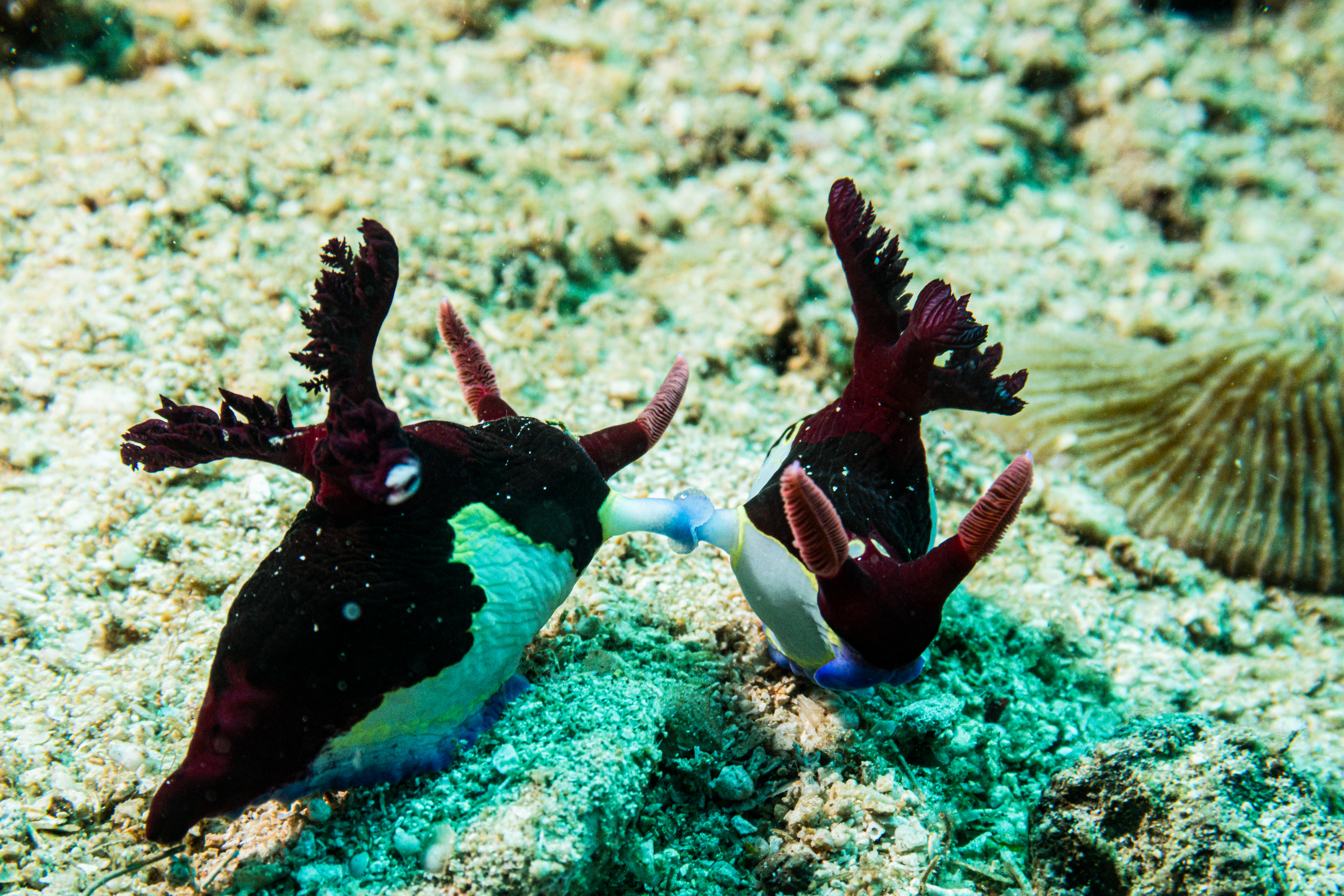 Chamberlain's Nembrotha