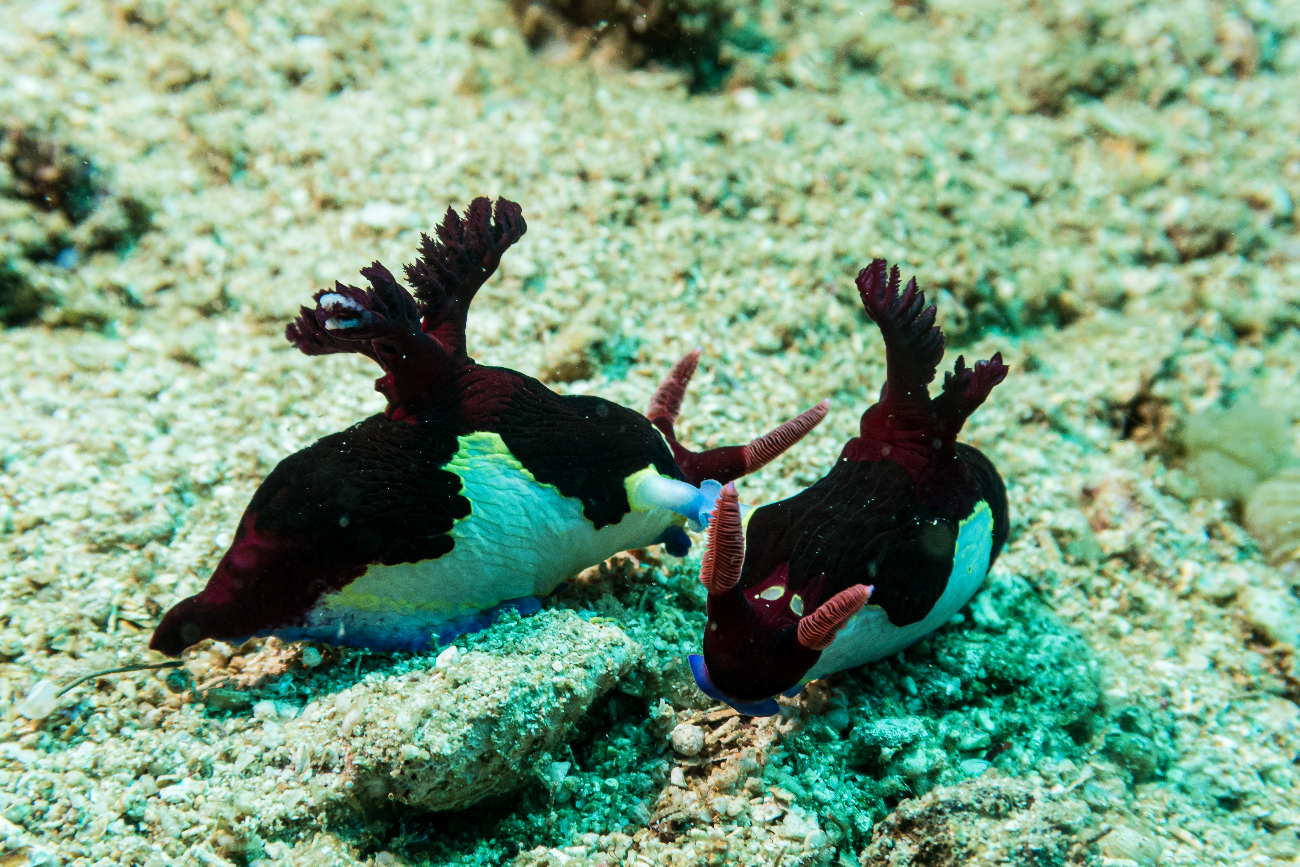 Chamberlain's Nembrotha