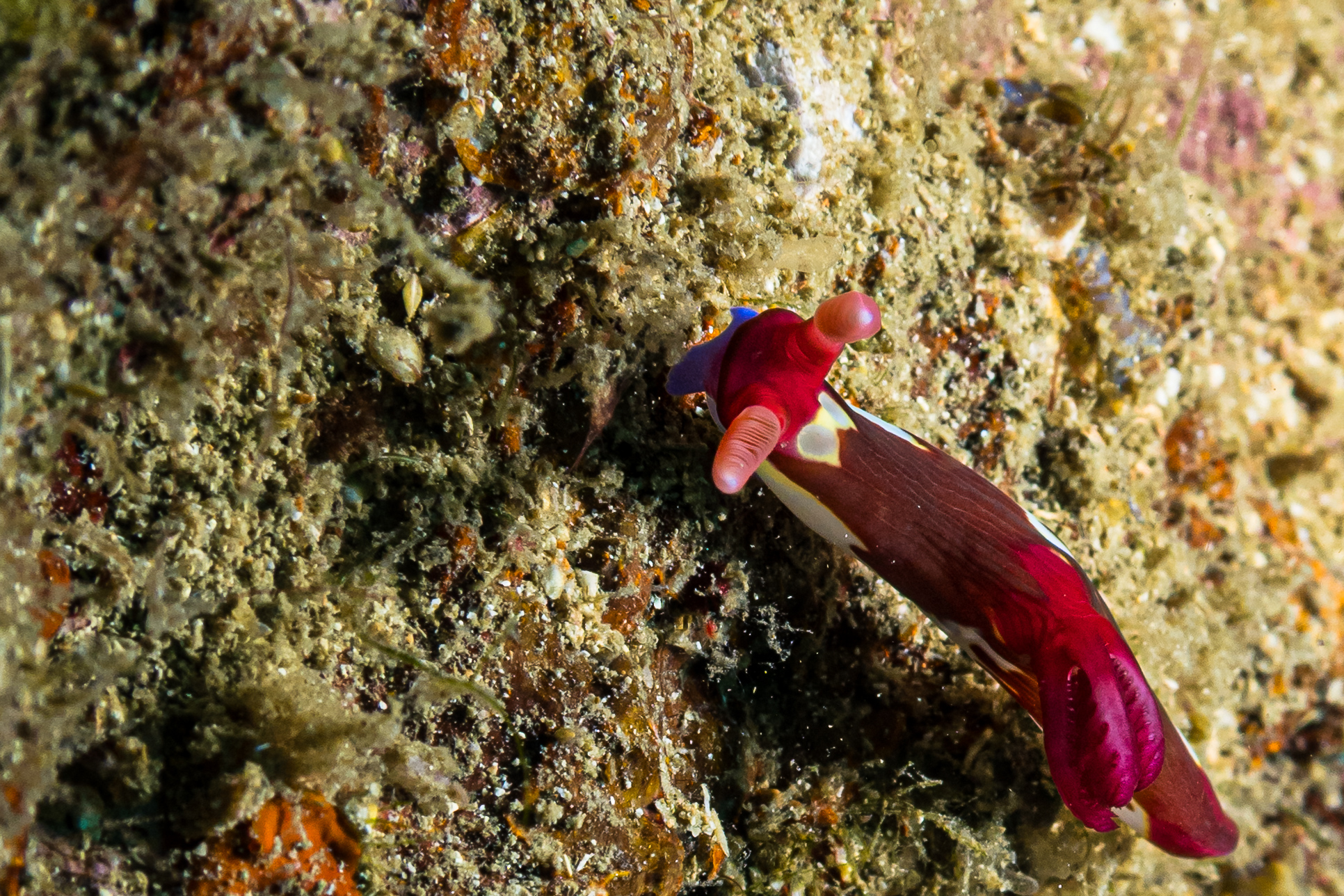 Chamberlain's Nembrotha