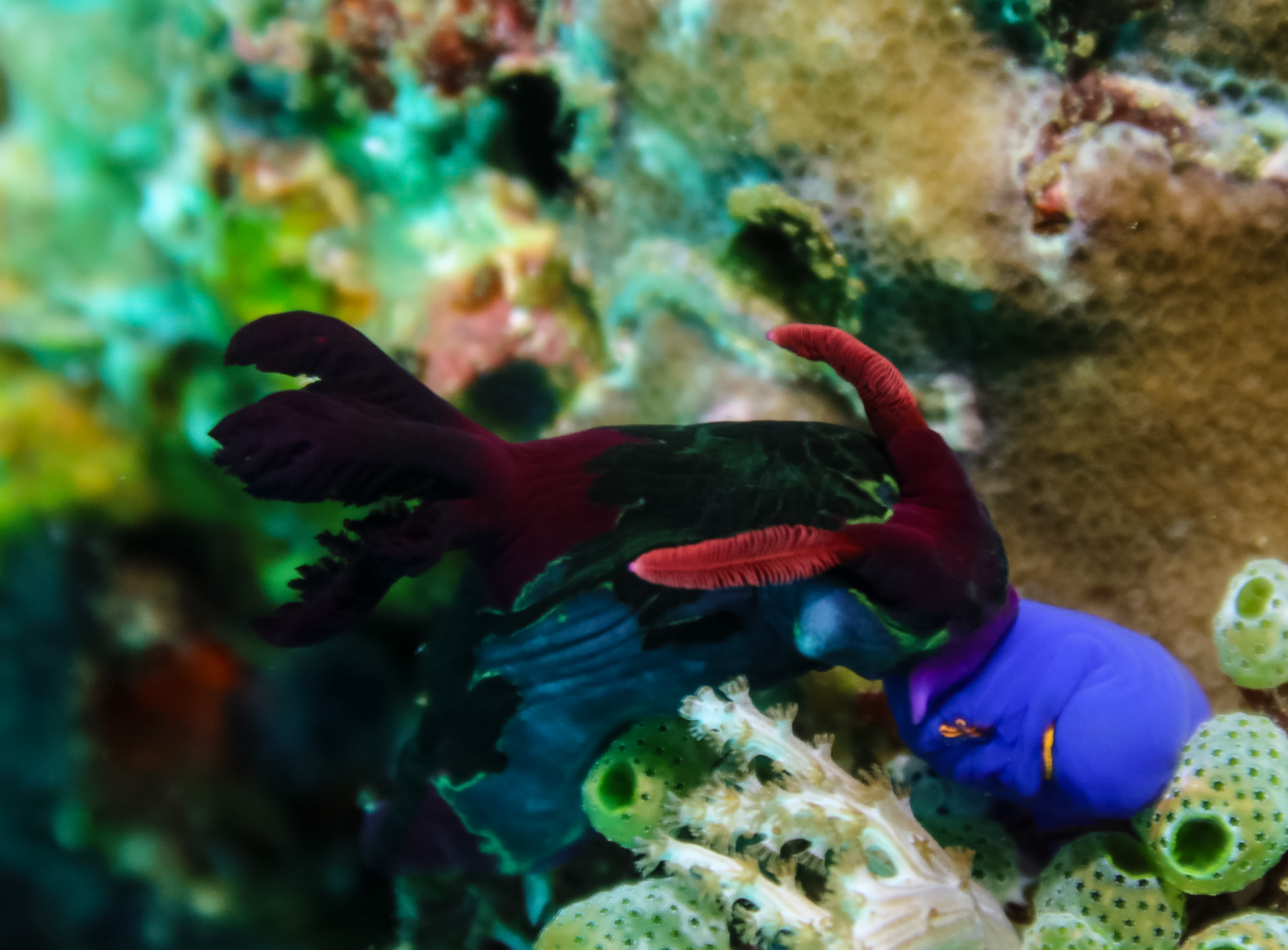 Chamberlain's Nembrotha