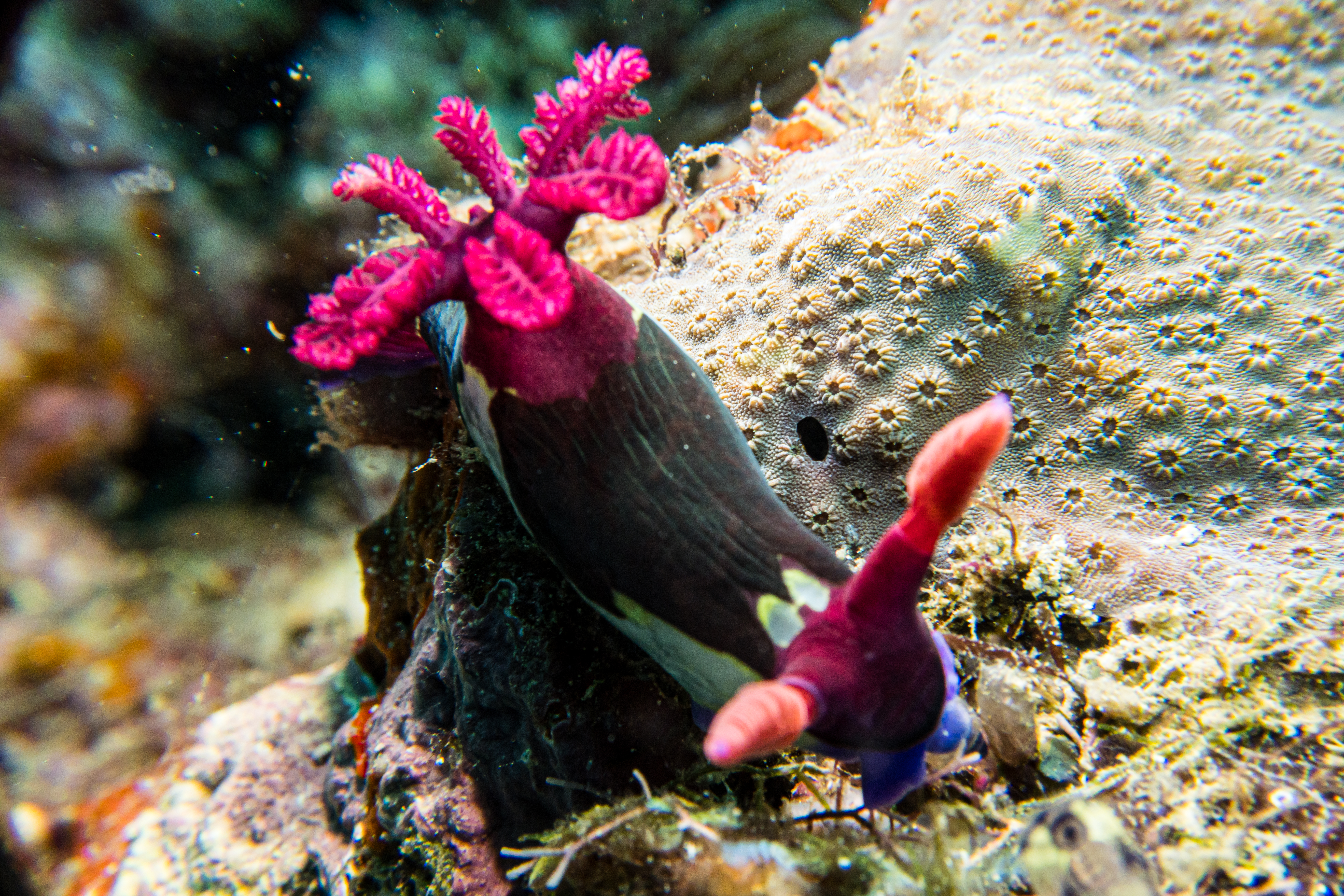 Chamberlain's Nembrotha