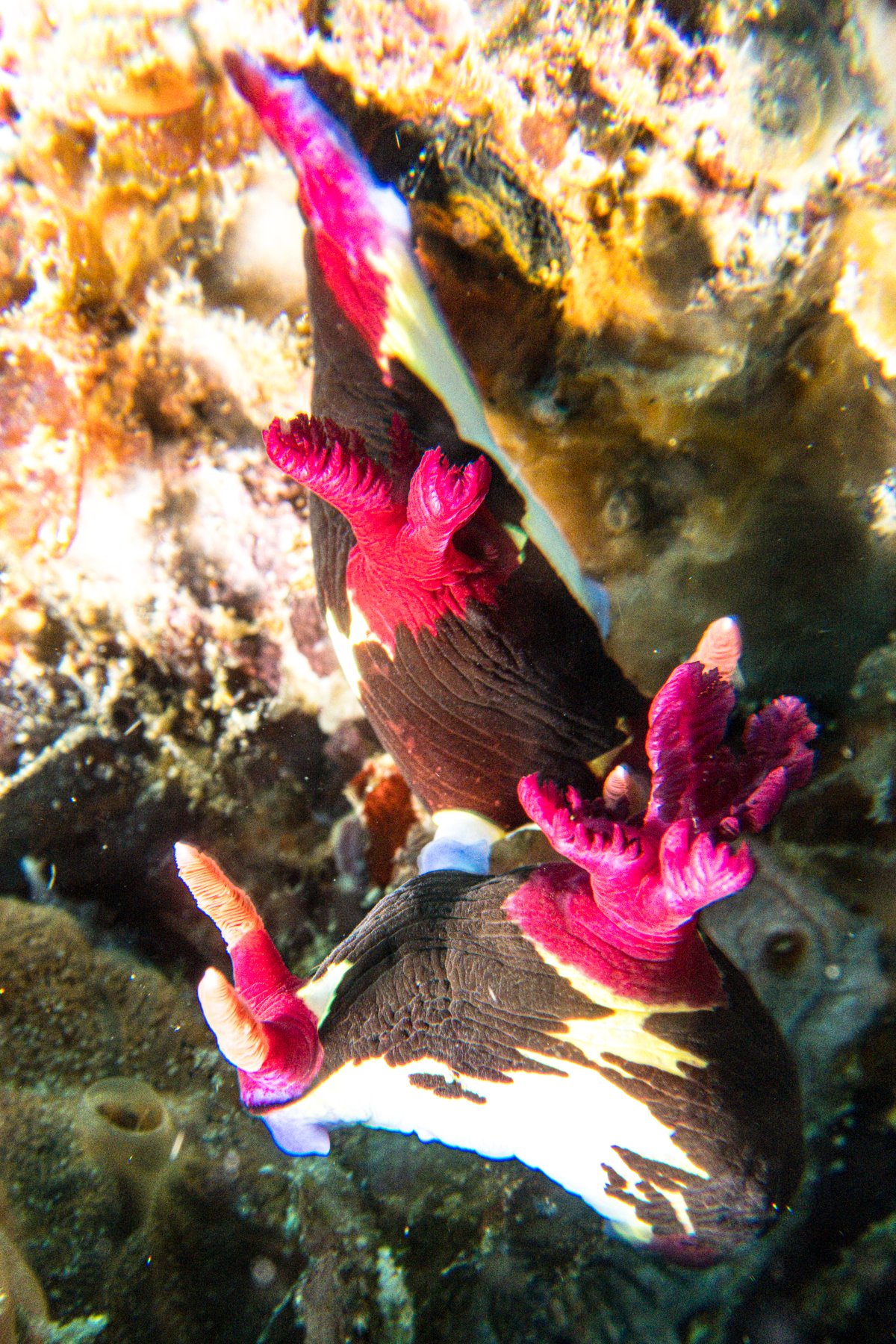 Chamberlains Nembrotha