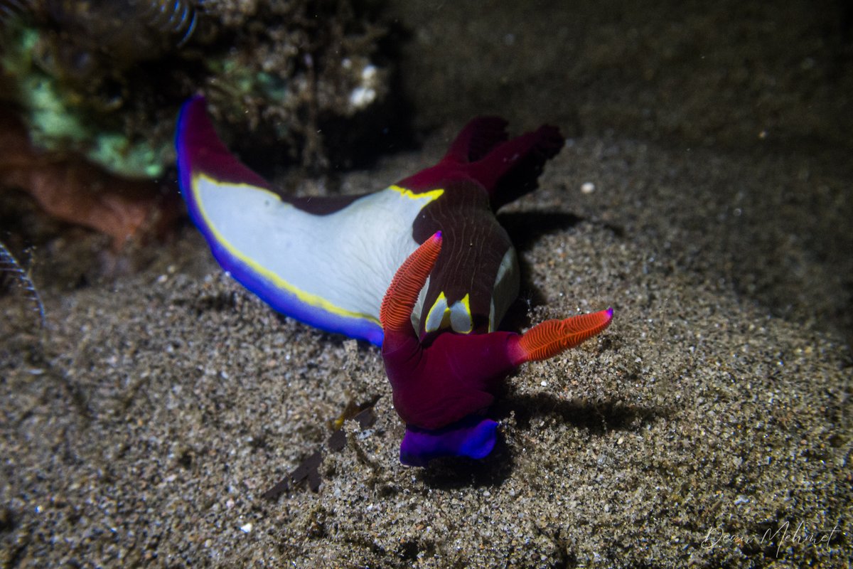 Chamberlains Nembrotha hero image