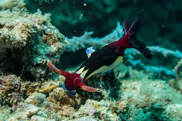 Chamberlains Nembrotha - Photo 7