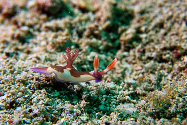 Chamberlains Nembrotha - Photo 13