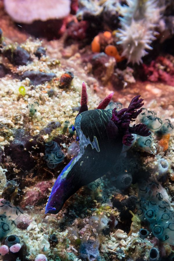 Chamberlains Nembrotha - Photo 14