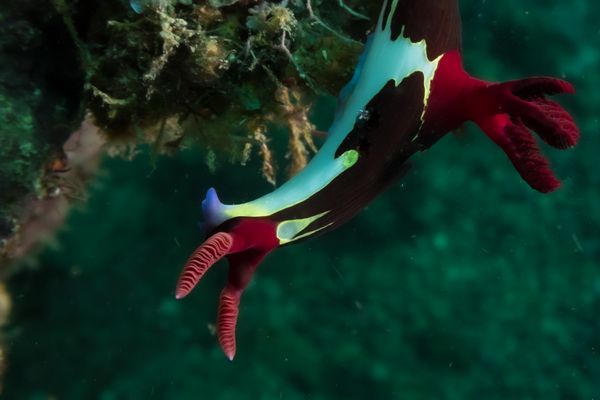 Chamberlains Nembrotha - Photo 16