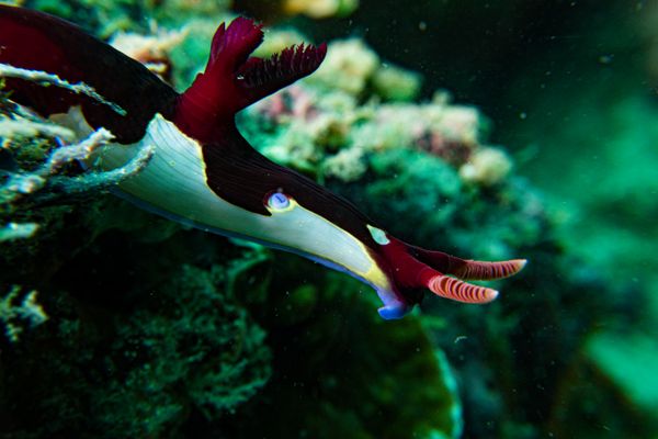 Chamberlains Nembrotha - Photo 17