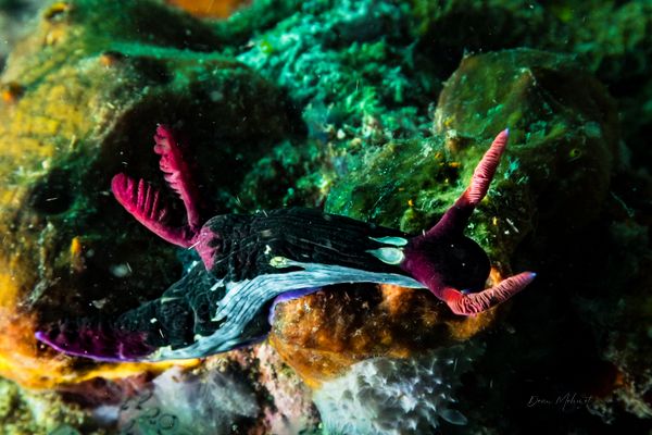 Chamberlains Nembrotha - Photo 18