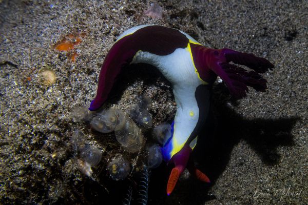 Chamberlains Nembrotha - Photo 19