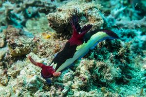 Chamberlain's Nembrotha