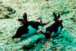 Chamberlain's Nembrotha