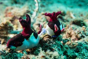 Chamberlain's Nembrotha