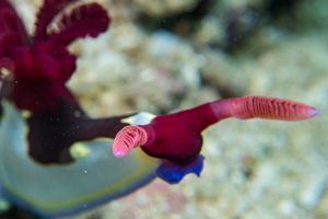 Chamberlain's Nembrotha