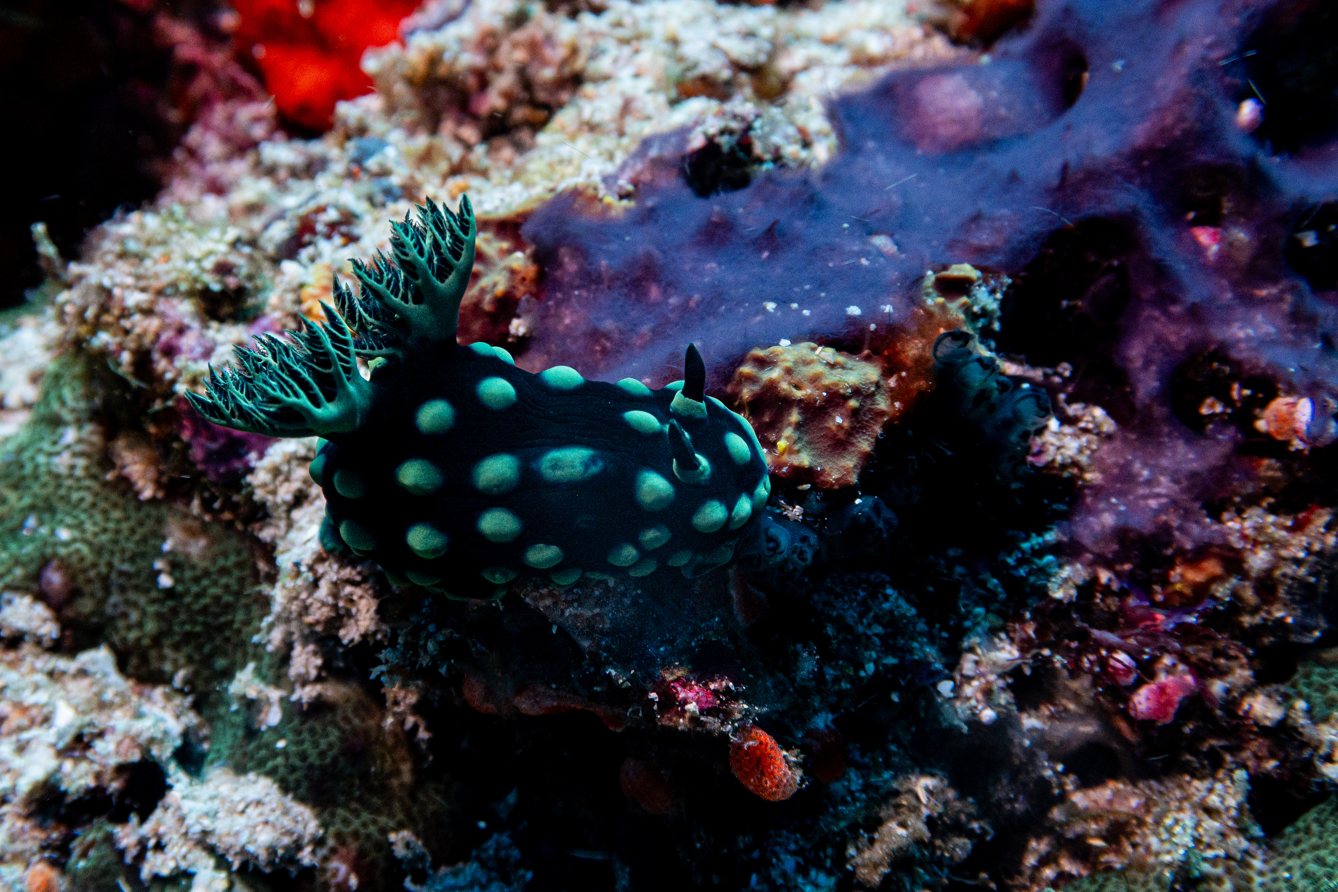 Crested Nembrotha