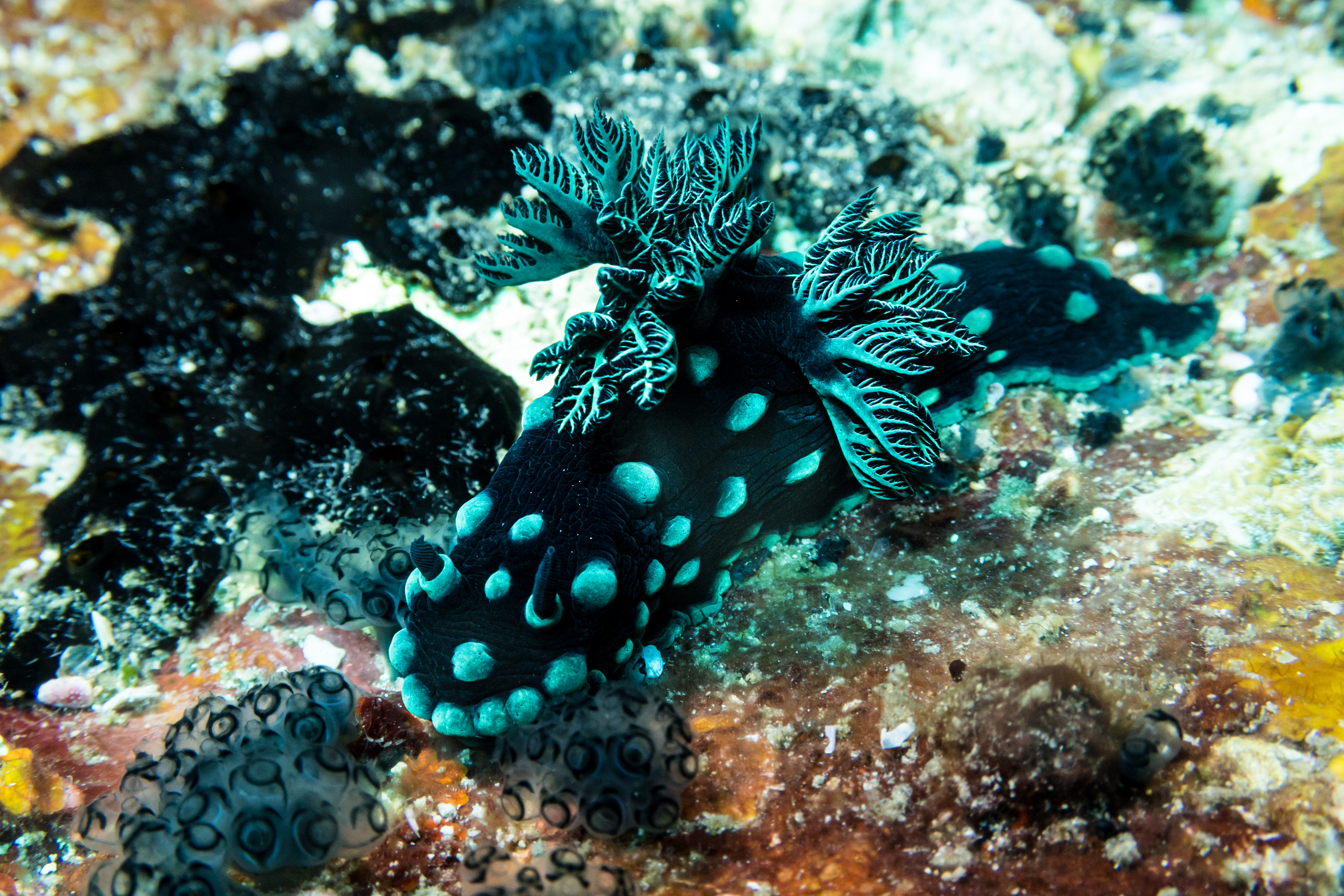 Crested Nembrotha