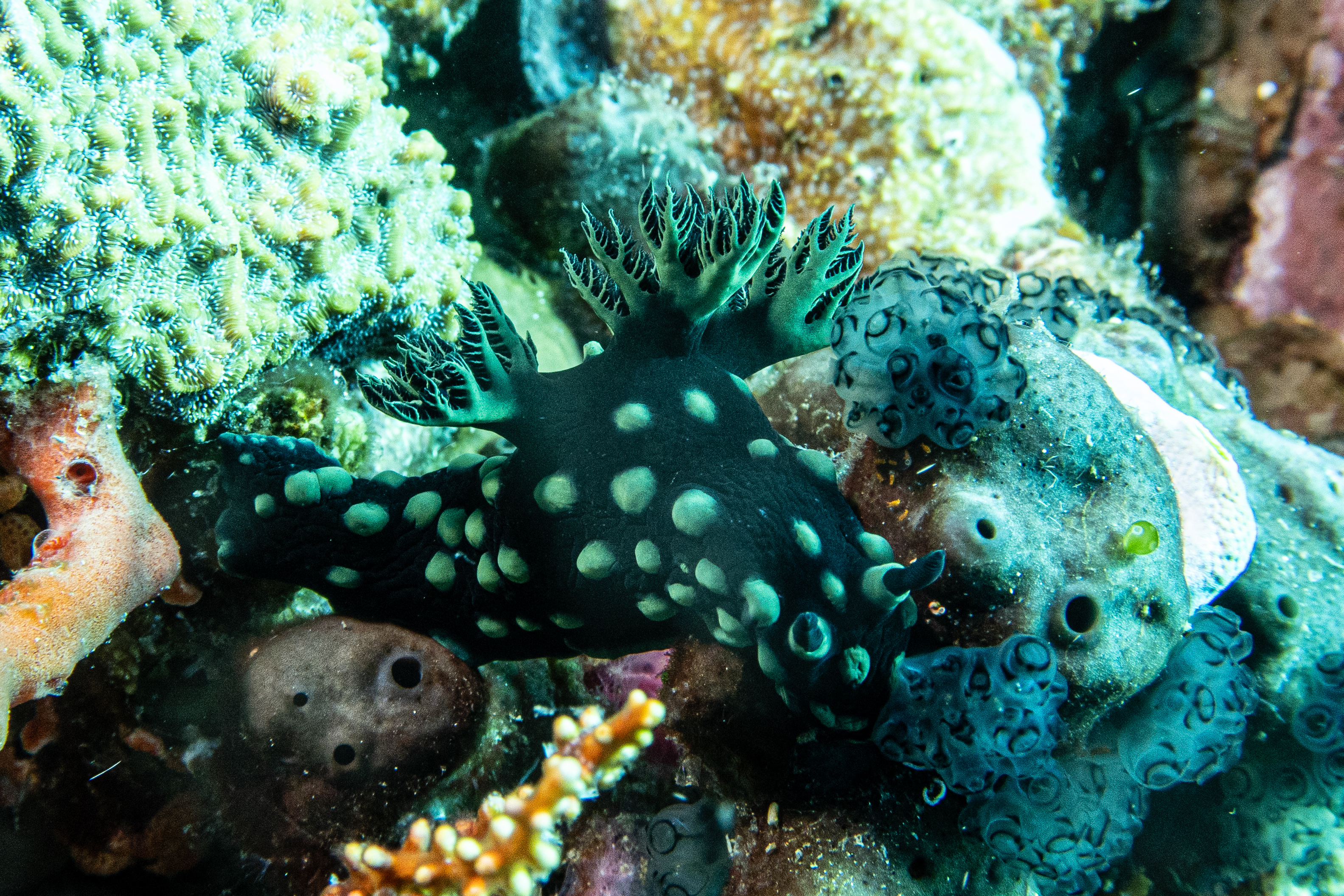 Crested Nembrotha