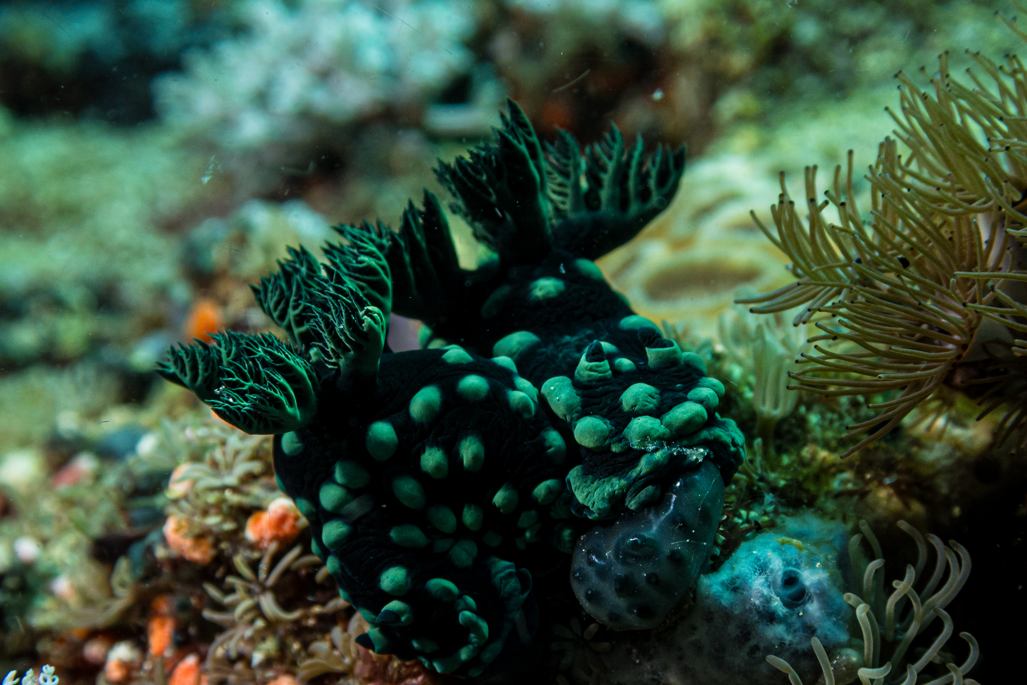 Crested Nembrotha