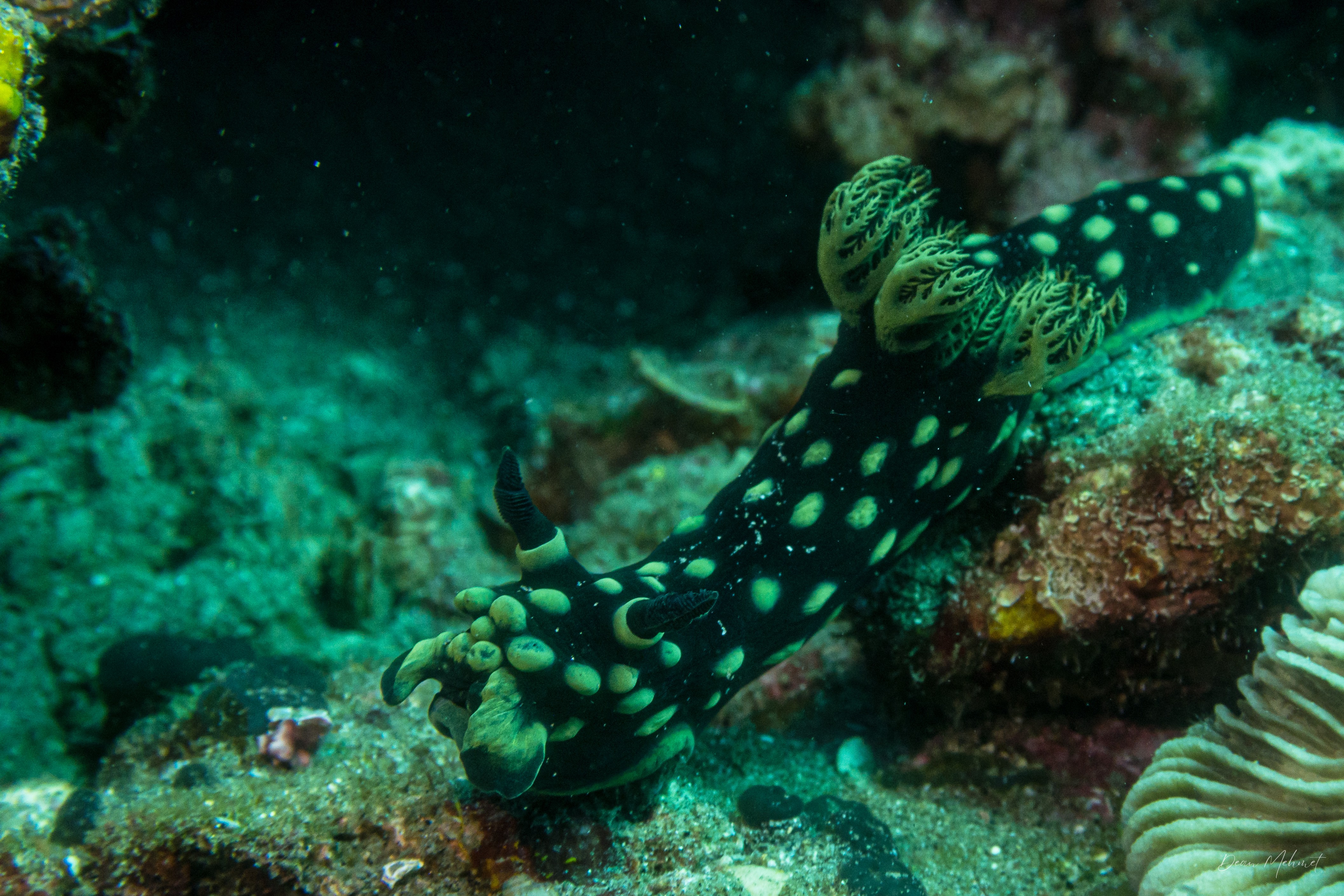 Crested Nembrotha