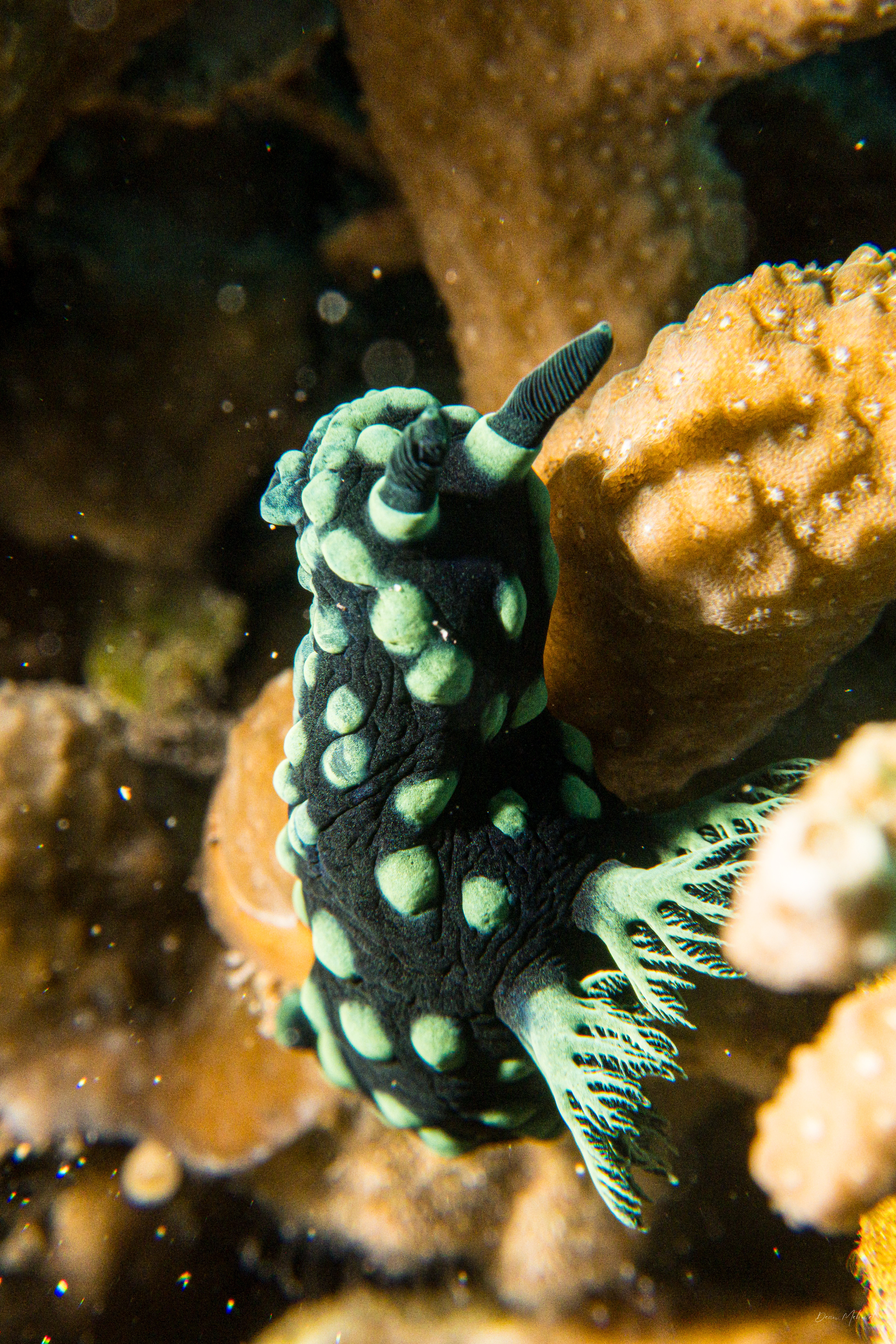 Crested Nembrotha