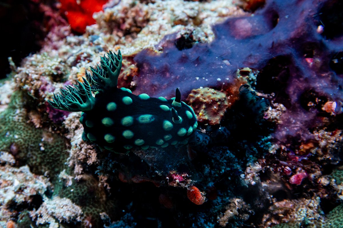 Crested Nembrotha