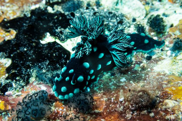 Crested Nembrotha - Photo 2