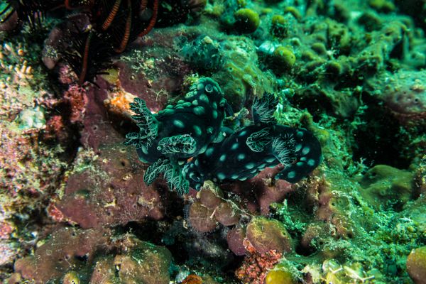 Crested Nembrotha - Photo 6