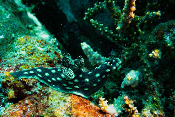 Crested Nembrotha - Photo 9