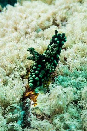 Crested Nembrotha