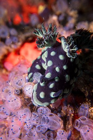 Crested Nembrotha