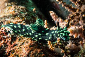 Crested Nembrotha