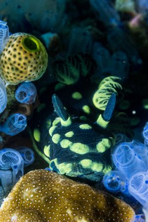 Crested Nembrotha
