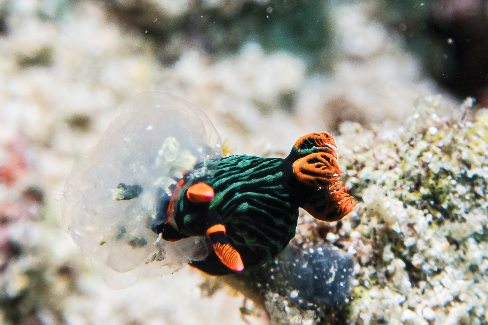Dusky Nembrotha
