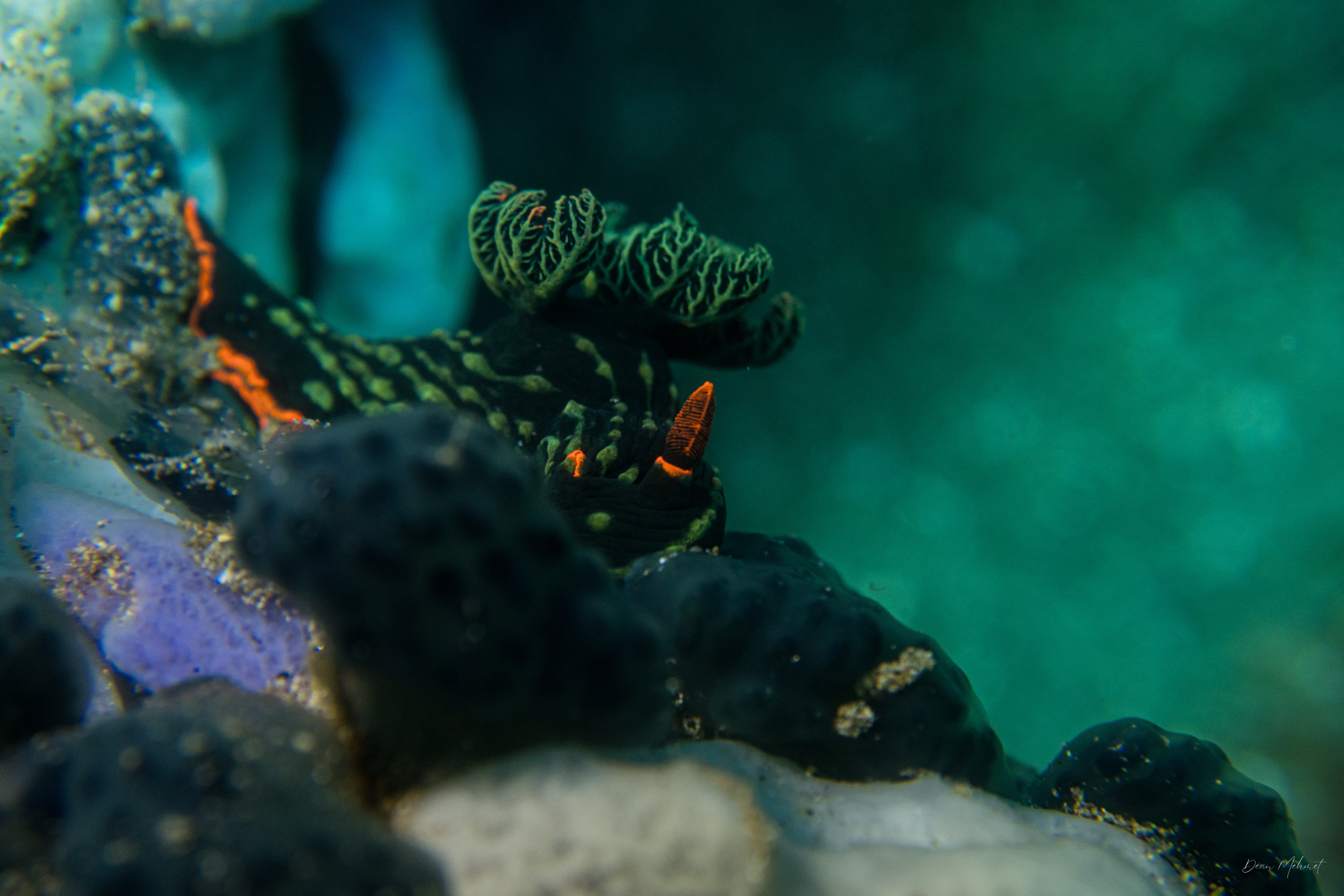 Dusky Nembrotha