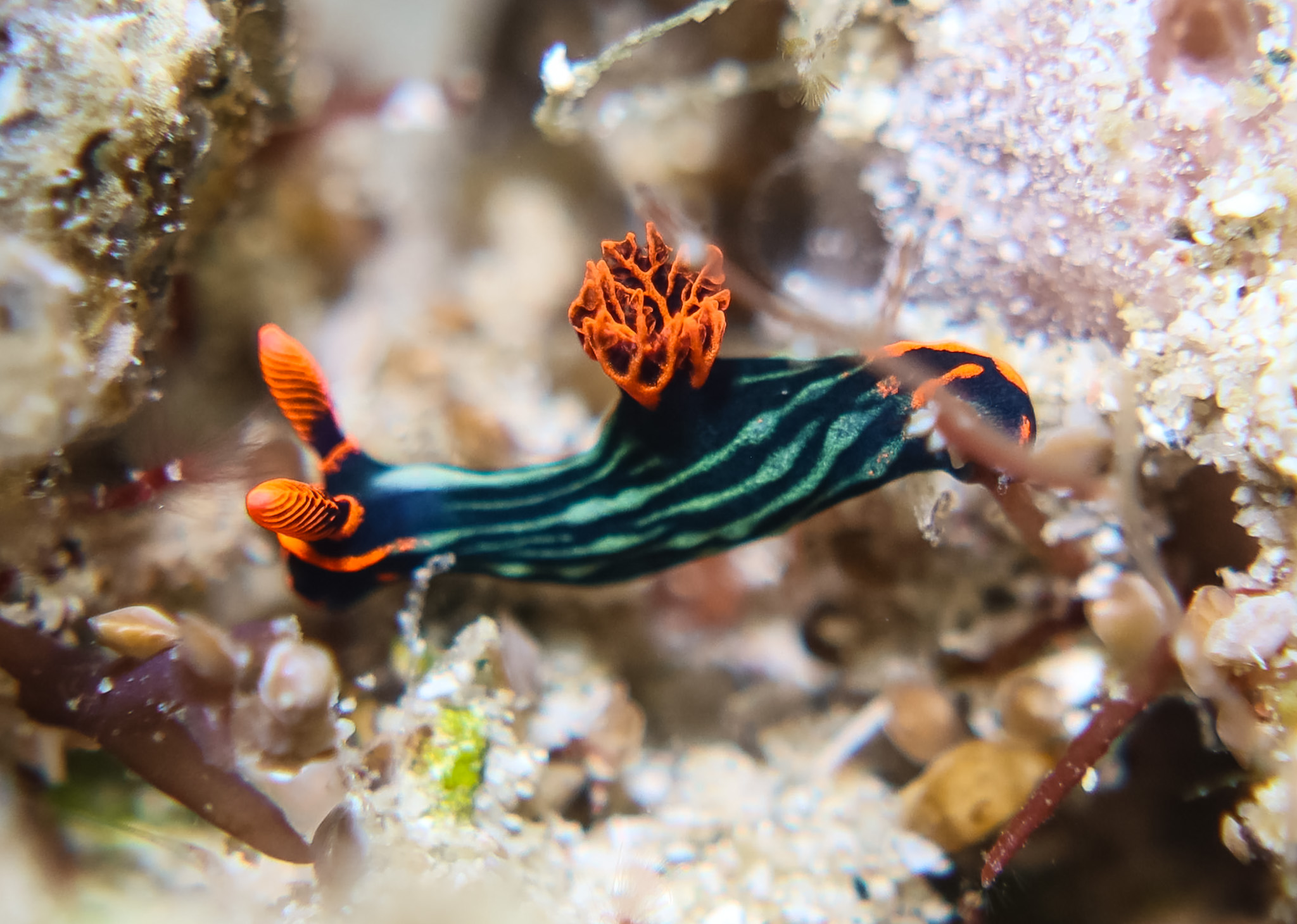 Dusky Nembrotha