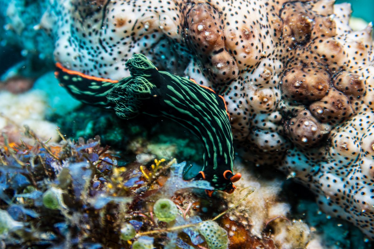 Dusky Nembrotha
