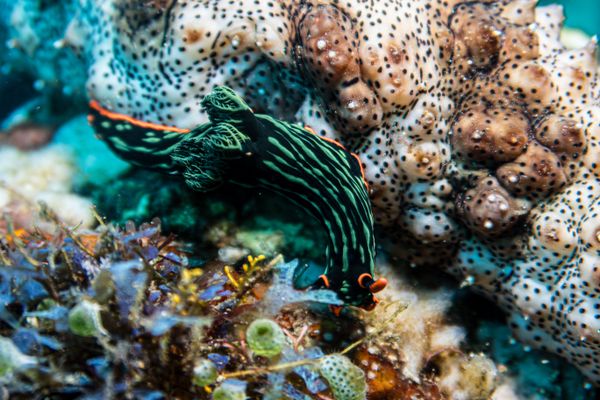 Dusky Nembrotha - Photo 1