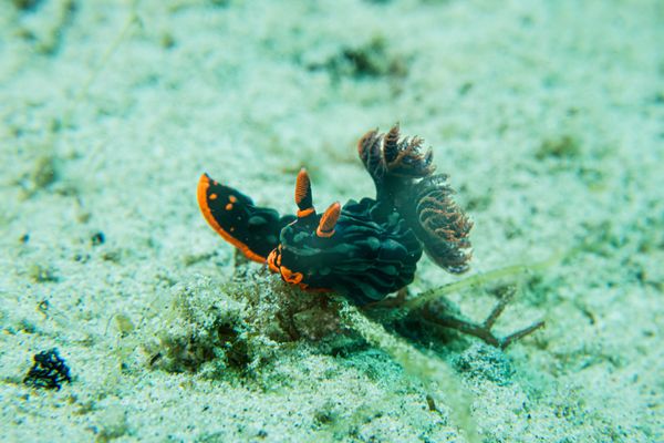 Dusky Nembrotha - Photo 3