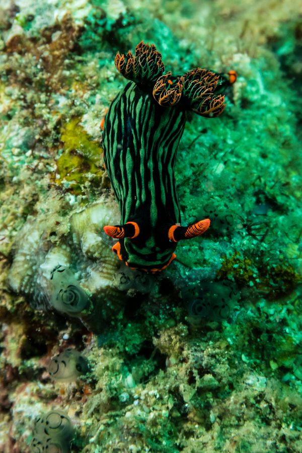 Dusky Nembrotha - Photo 4