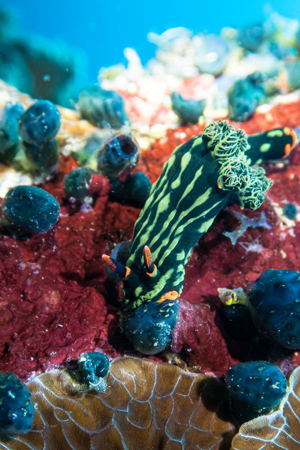 Dusky Nembrotha - Photo 8